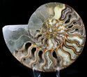Large Cut And Polished Ammonite - Agatized #23620-1